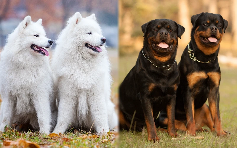 Parent breeds of the Samoyed Rottweiler Mix