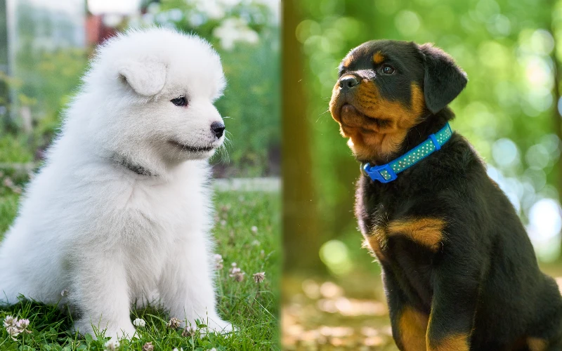 Parent breeds of the Samoyed Rottweiler Mix Puppy