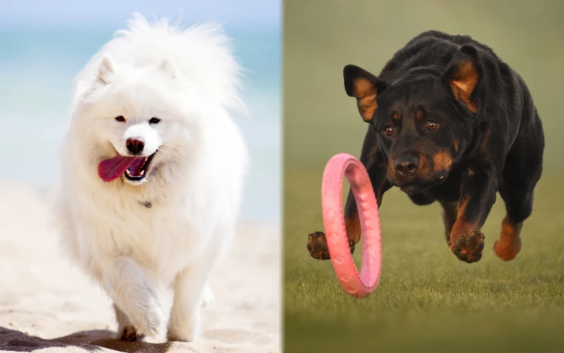Parent breeds of the Samoyed Rottweiler Mix