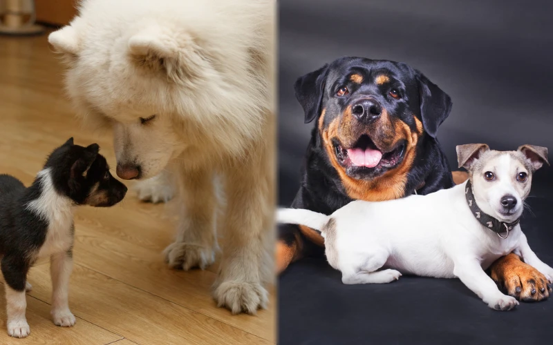 Parent breeds of the Samoyed Rottweiler Mix