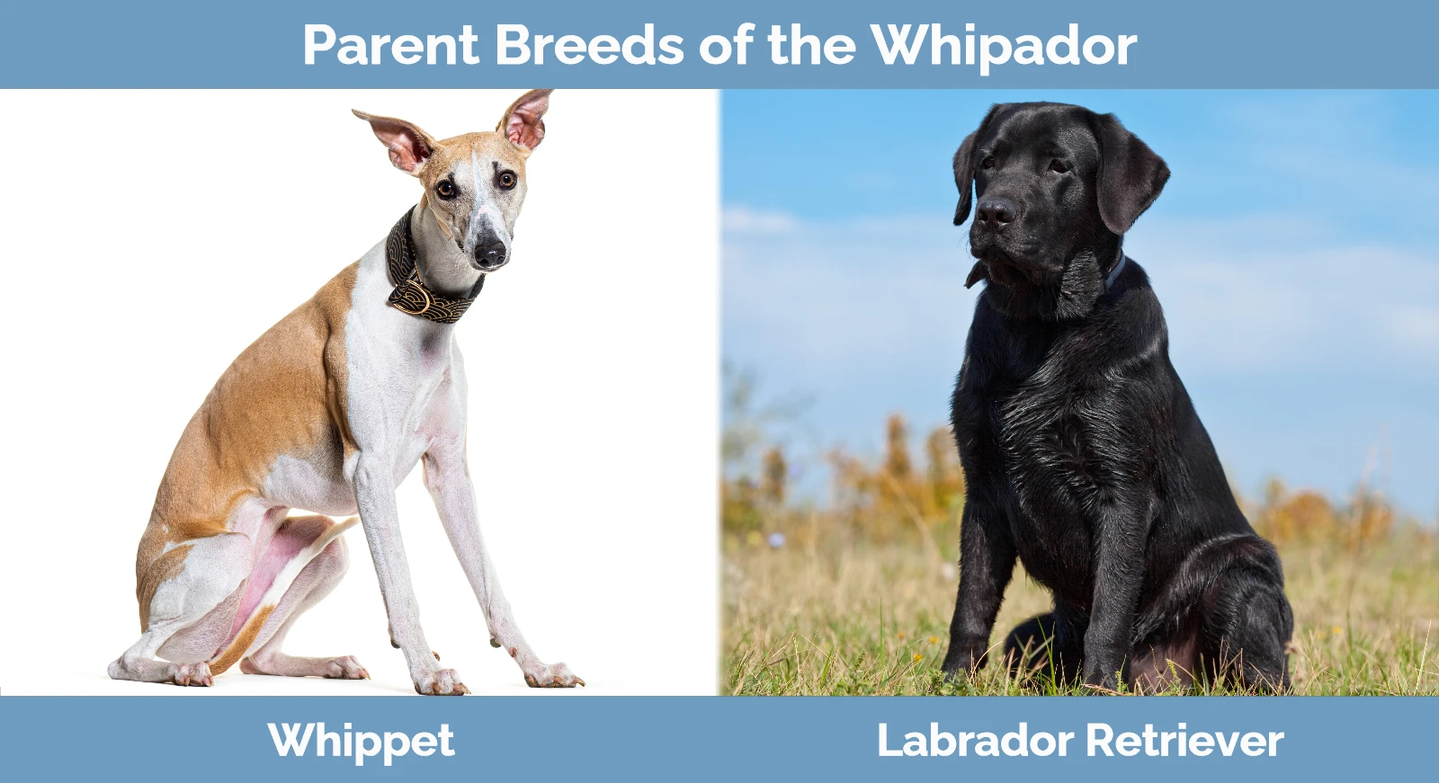 Parent breeds of the Whipador