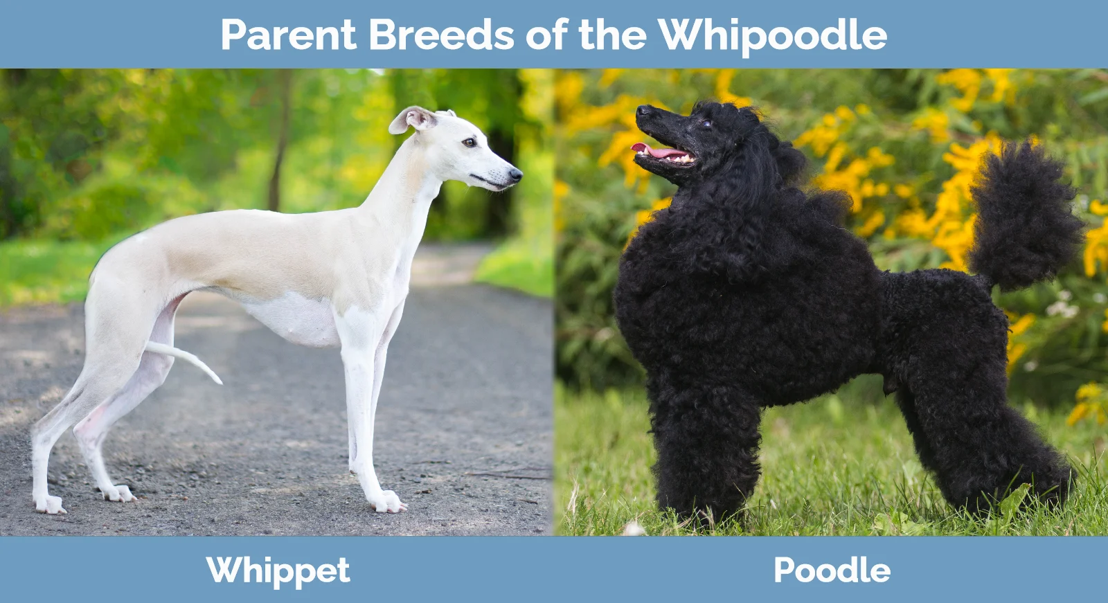 Parent breeds of the Whipoodle