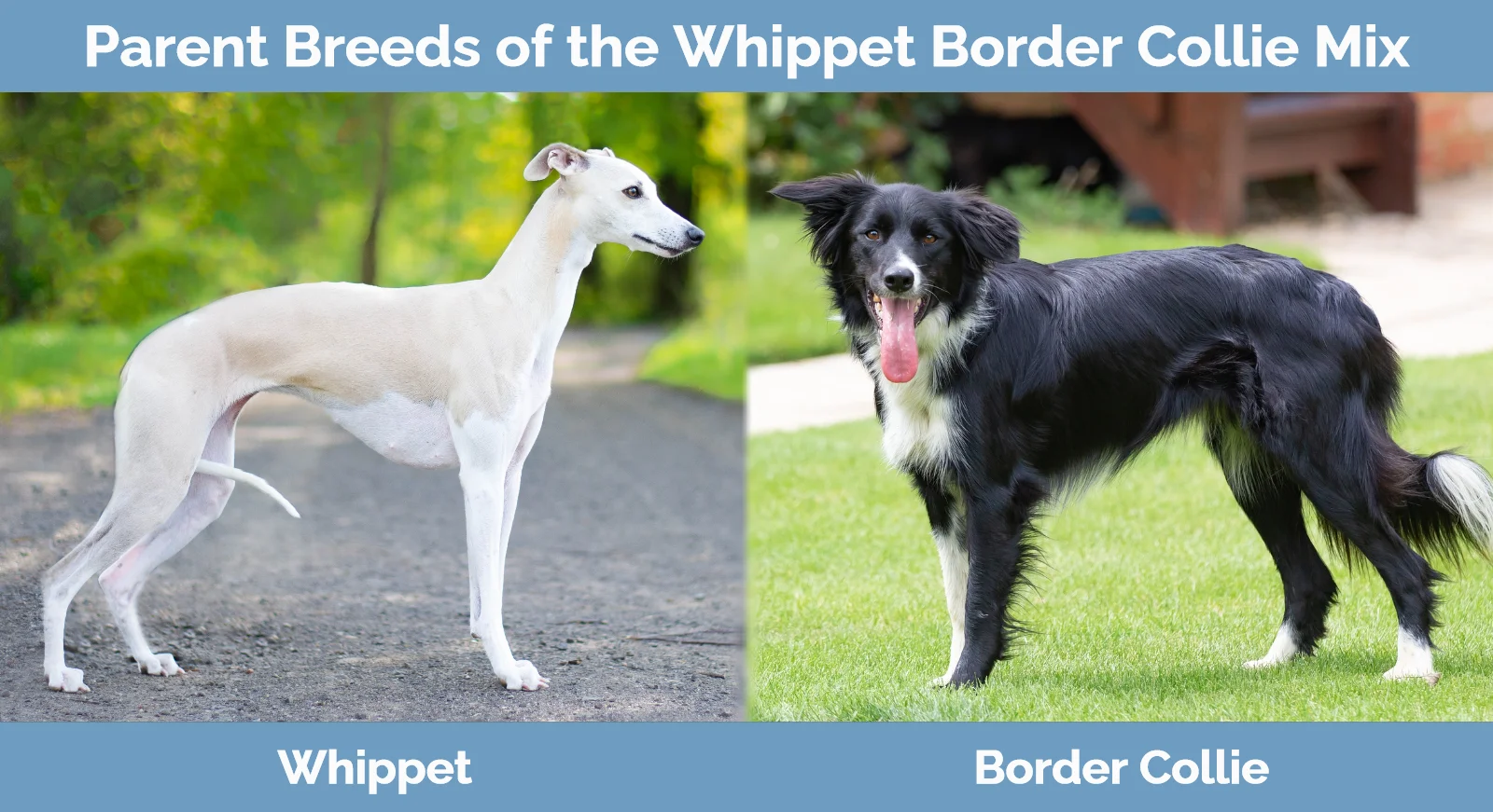 Parent breeds of the Whippet Border Collie Mix