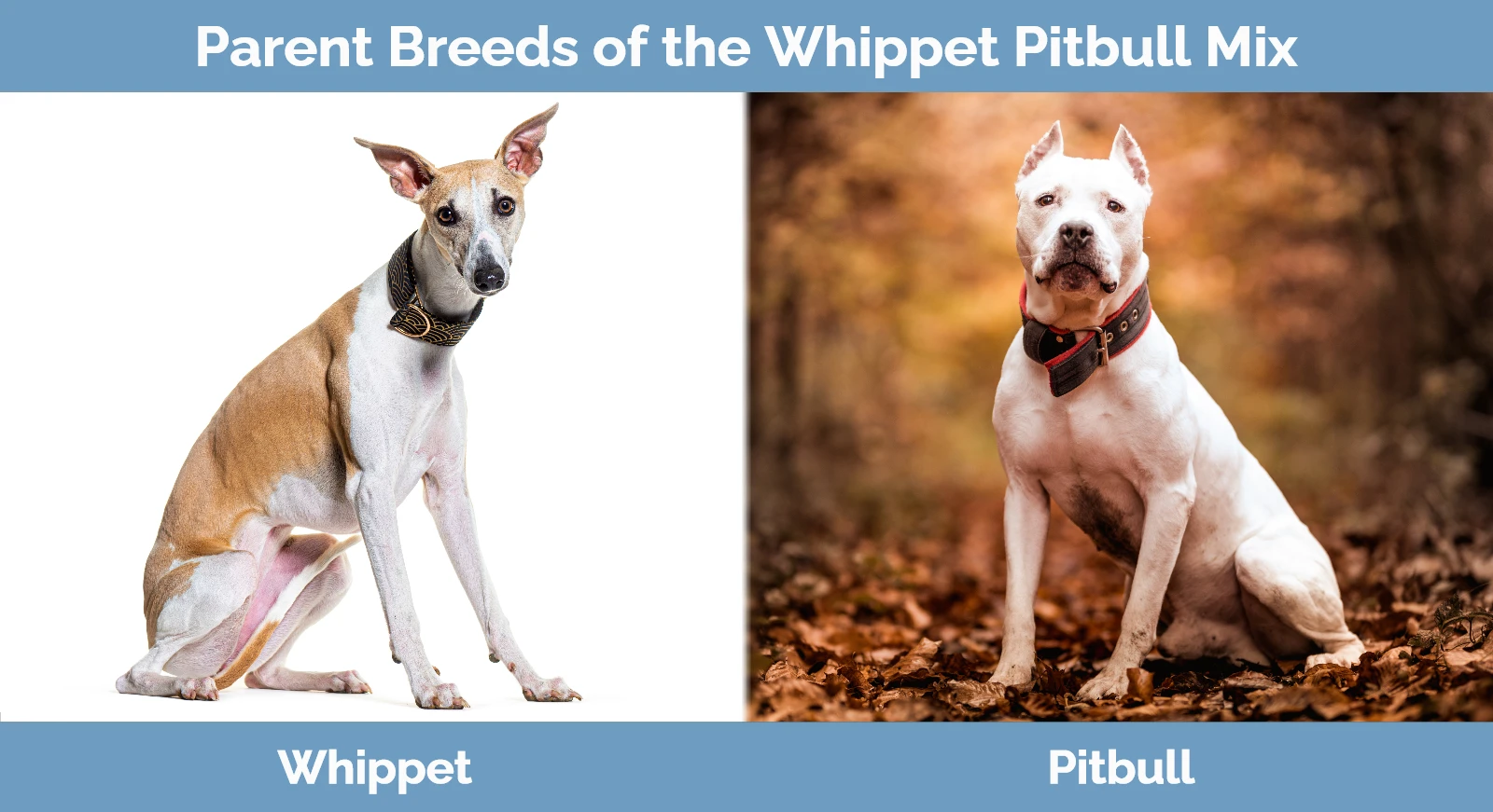 Parent breeds of the Whippet Pitbull Mix