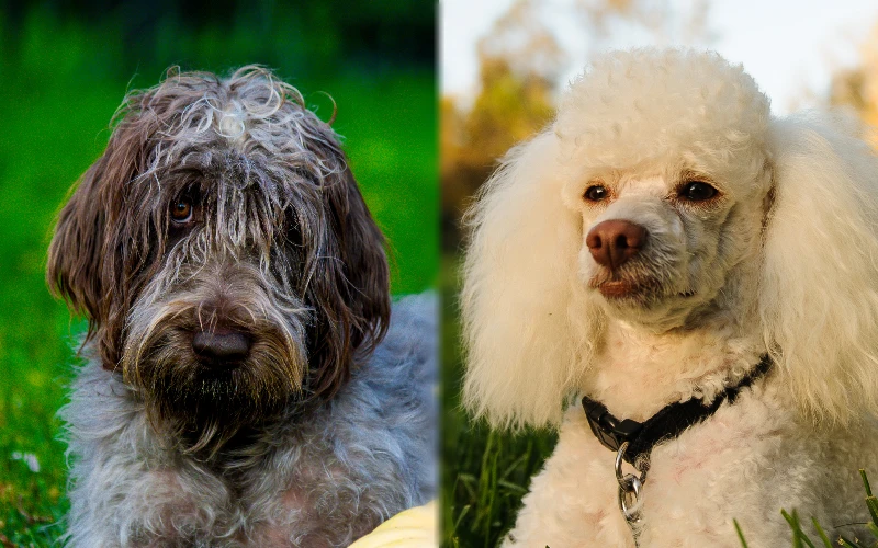 Parent breeds of the Wirehaired Pointing Griffon-Poodle Mix