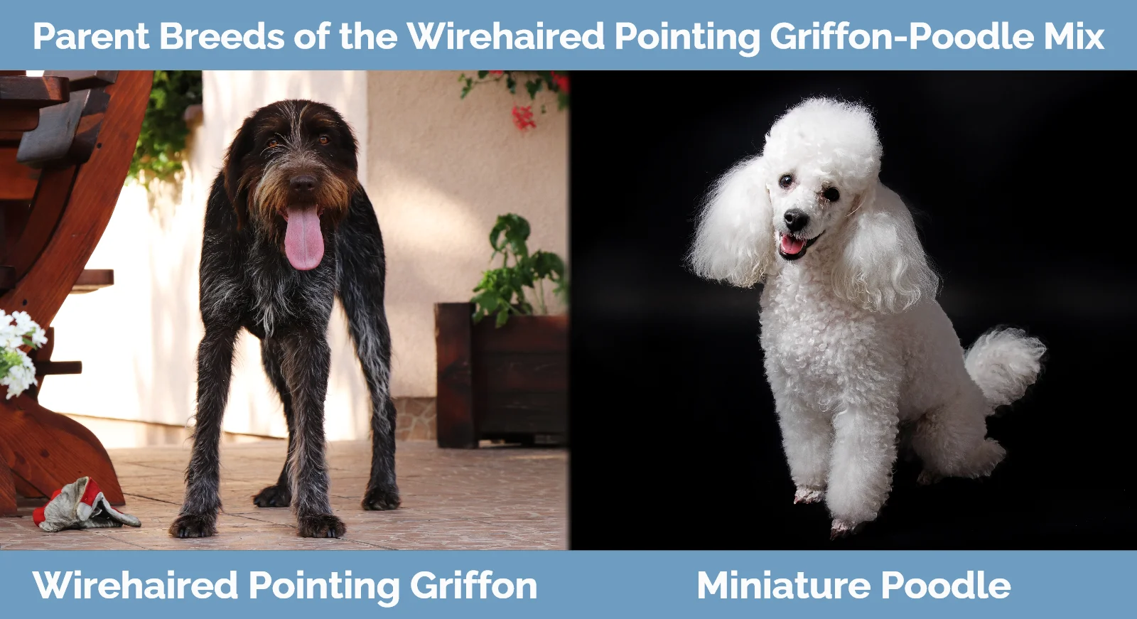 Parent breeds of the Wirehaired Pointing Griffon-Poodle Mix
