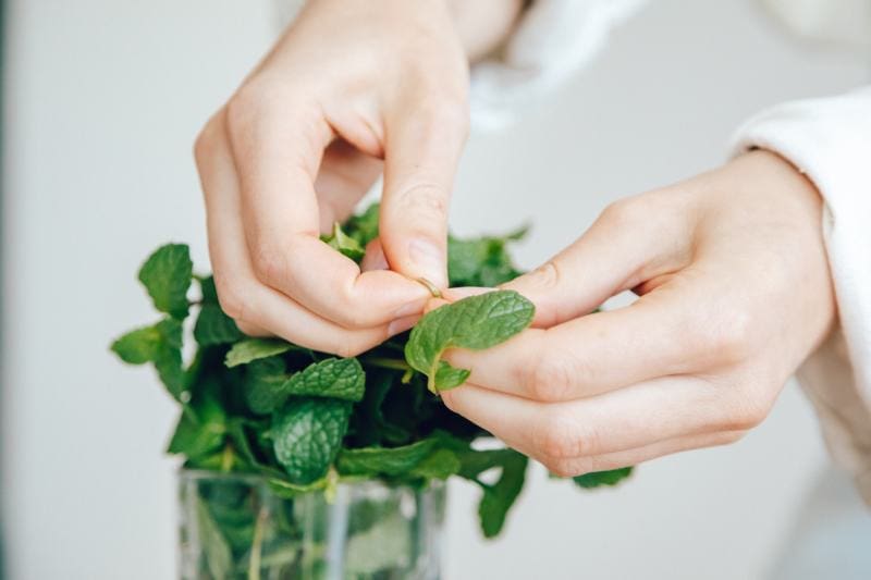 Person Holding Green Mint Leaves