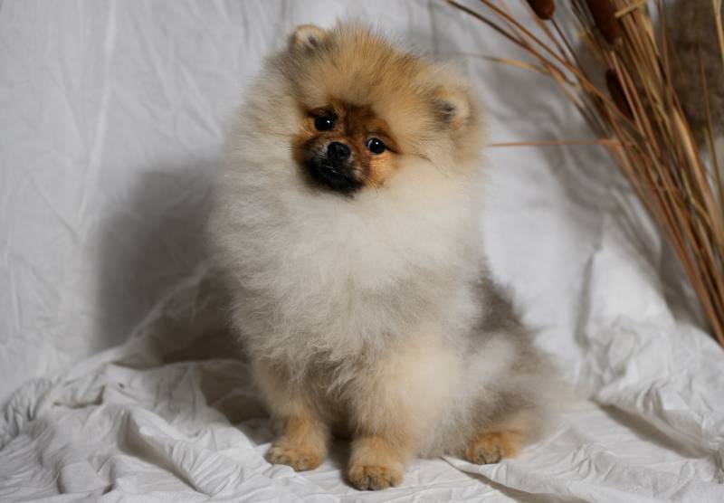 Pomeranian puppy on a white background with reeds