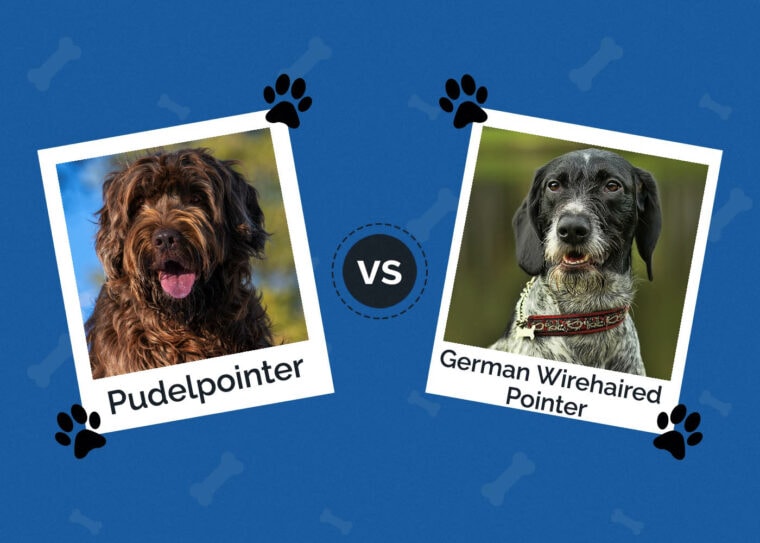 Pudelpointer vs German Wirehaired Pointer: The Differences (with ...