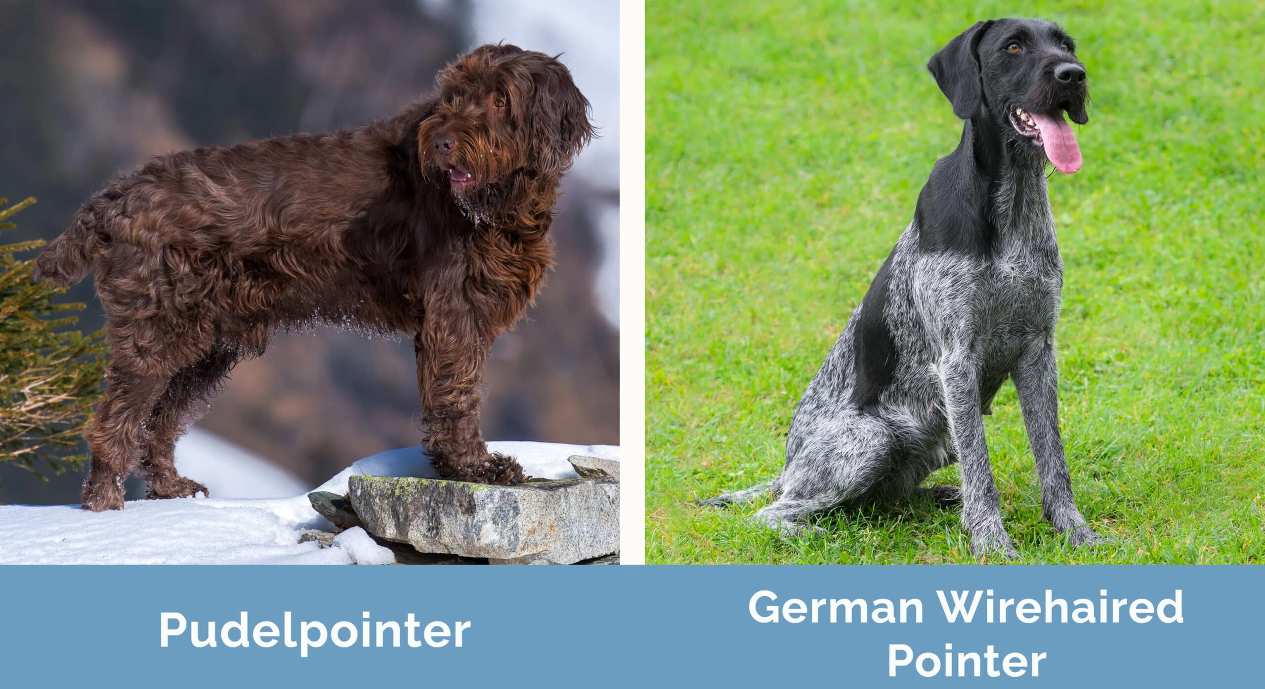 Pudelpointer vs German Wirehaired Pointer side by side