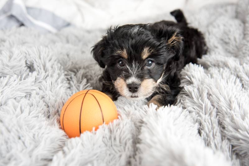 Puppy on Fluffy Blanket with Orange Basketball Toy