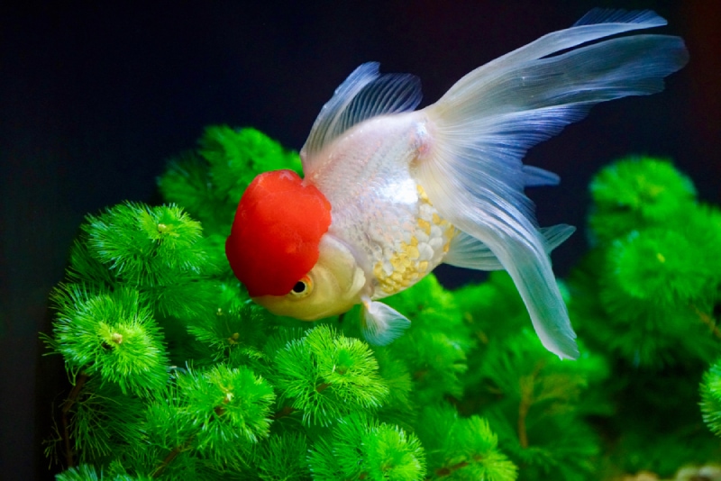 Red Cap Oranda Goldfish swimming in aquarium