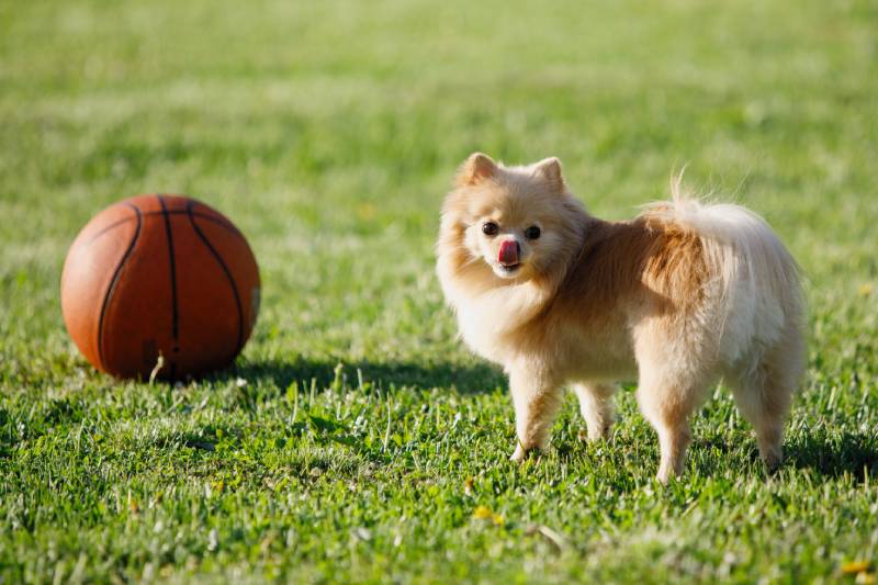 Red Pomeranian Spitz dog plays with a basketball on a green lawn