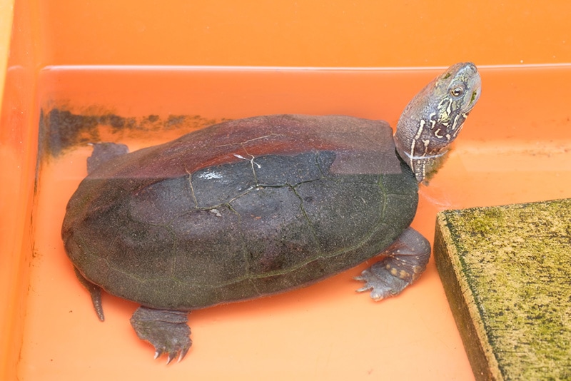 Reeve's turtle in the case
