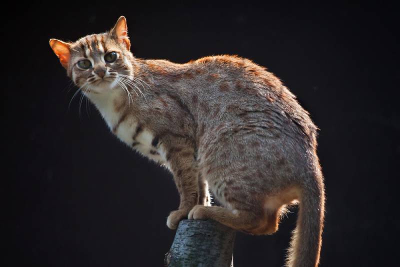 Rusty Spotted Cat on a pieace of wood