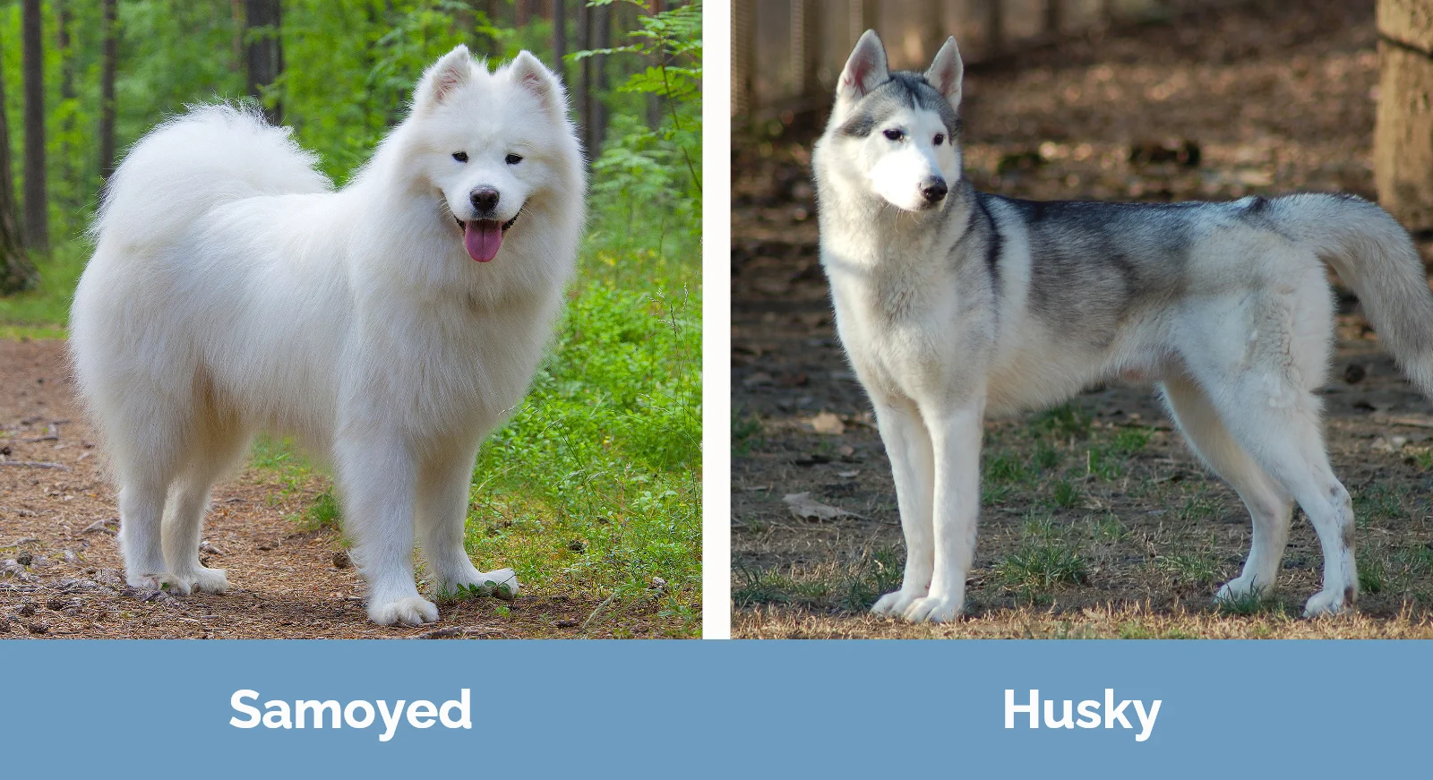 Samoyed vs Husky - Visual Differences