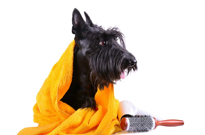 Scotch terrier after bath in yellow towel sitting on a white background