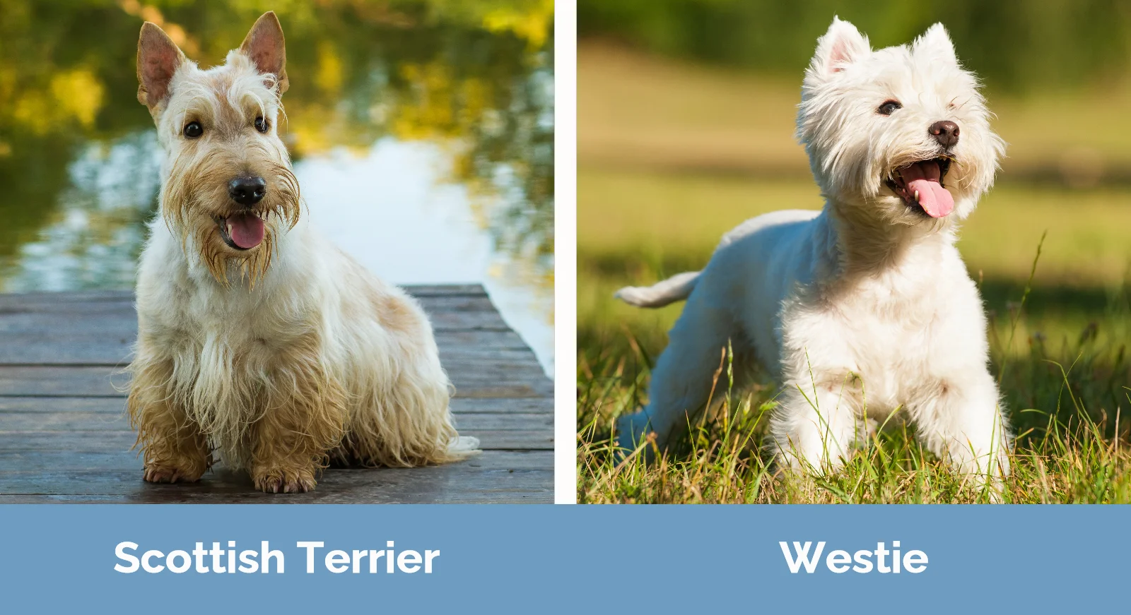 Scottish Terrier vs Westie - Visual Differences