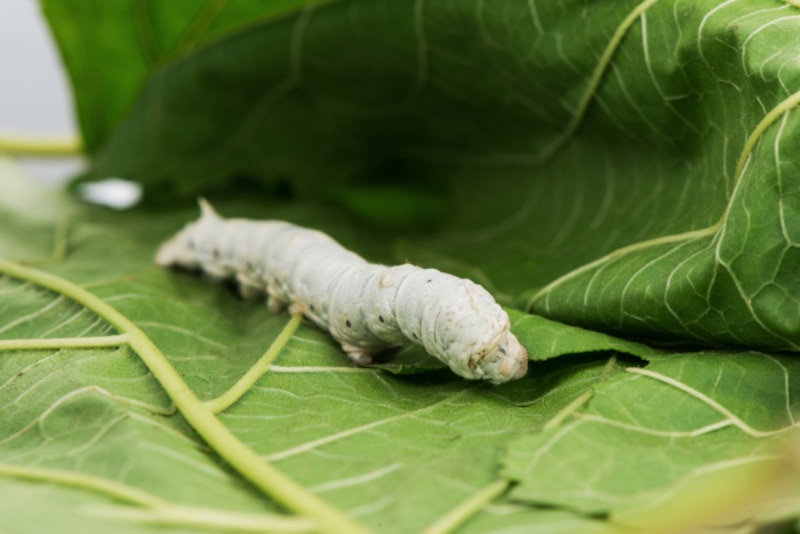 Silk worm eating a mulberry leaf