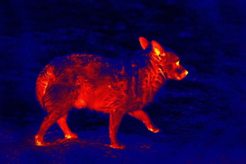 Stray dog looking like a jackal at night