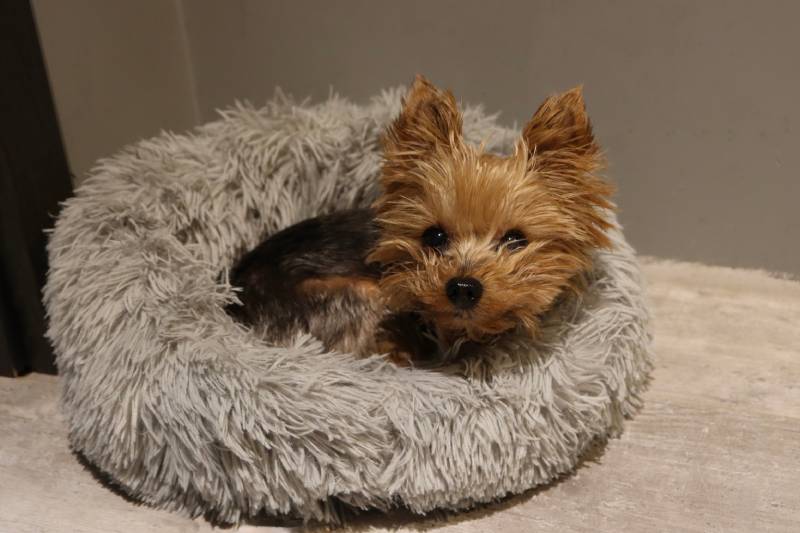 Teacup yorkie puppy laying in shaggy dog bed
