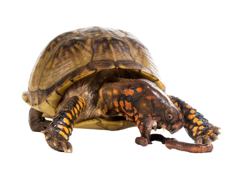 Three-toed Box Turtle