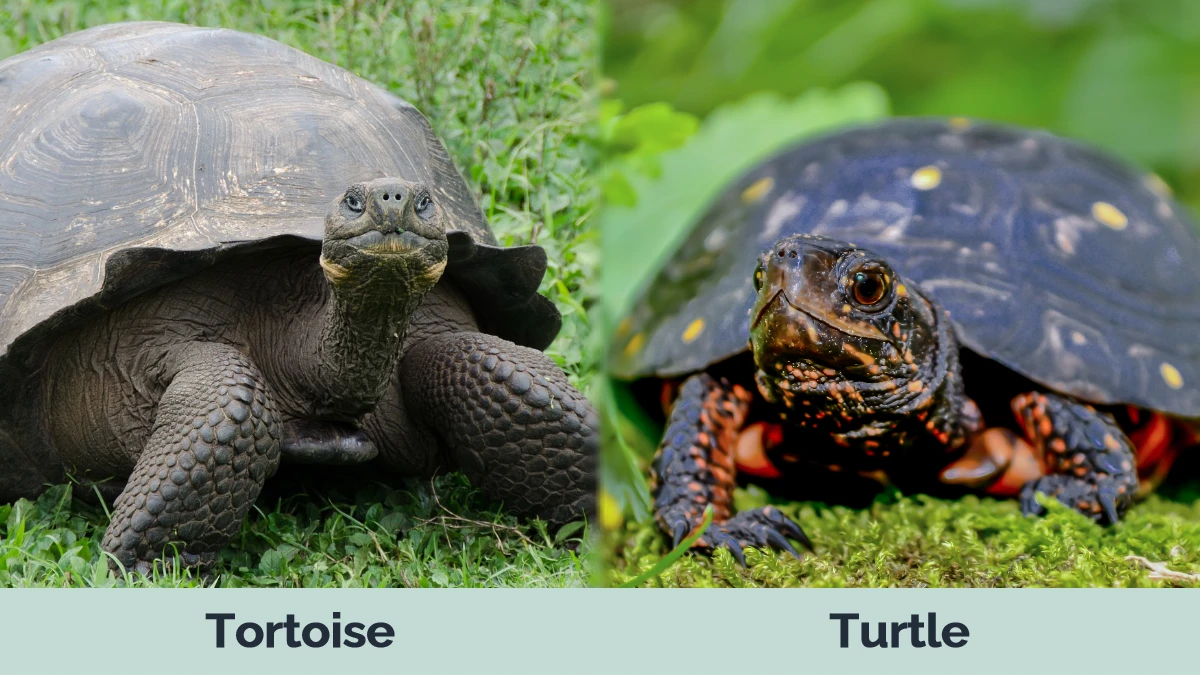 Tortoise vs Turtle - Visual Differences