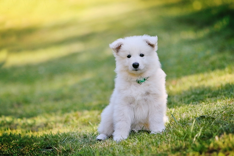 White Swiss shepherd dog puppies playing around
