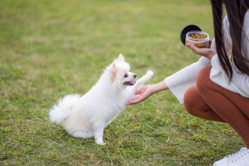White pomeranian dog give hand for the snack