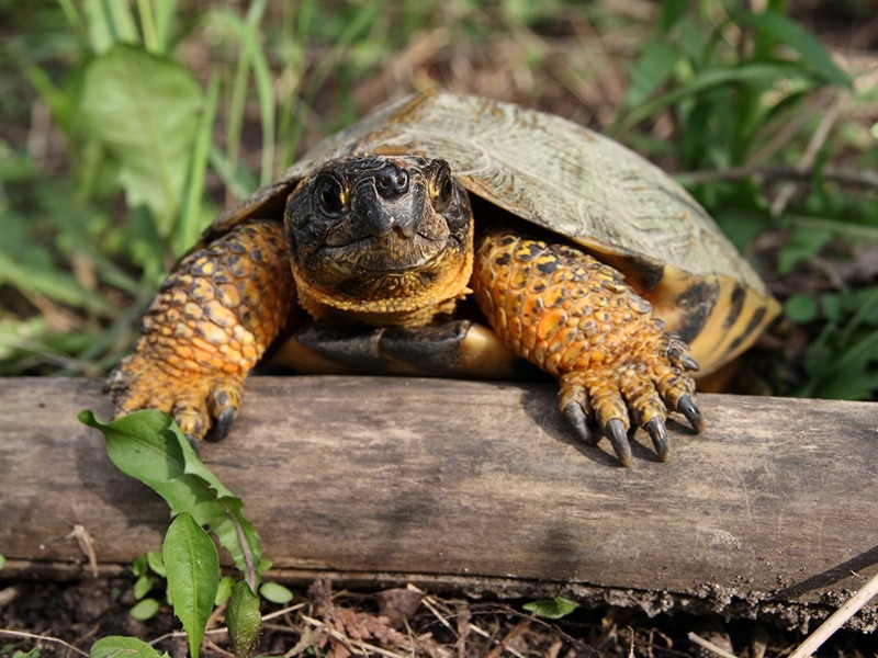 Wood Turtle Closeup