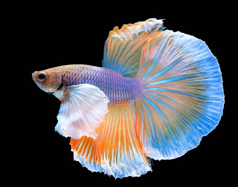 Yellow Betta fish spread tail-feathers