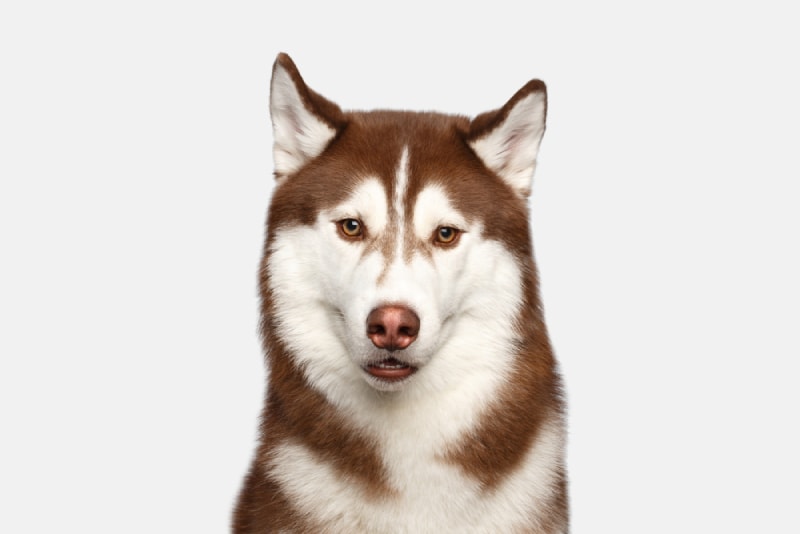 a brown siberian husky on white background