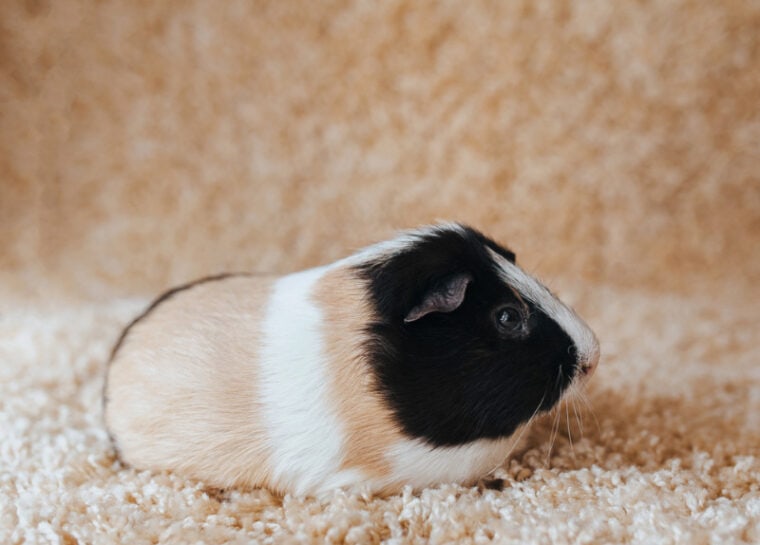 Can Guinea Pigs Eat Orange Peels? Vet-Approved Benefits, Drawbacks