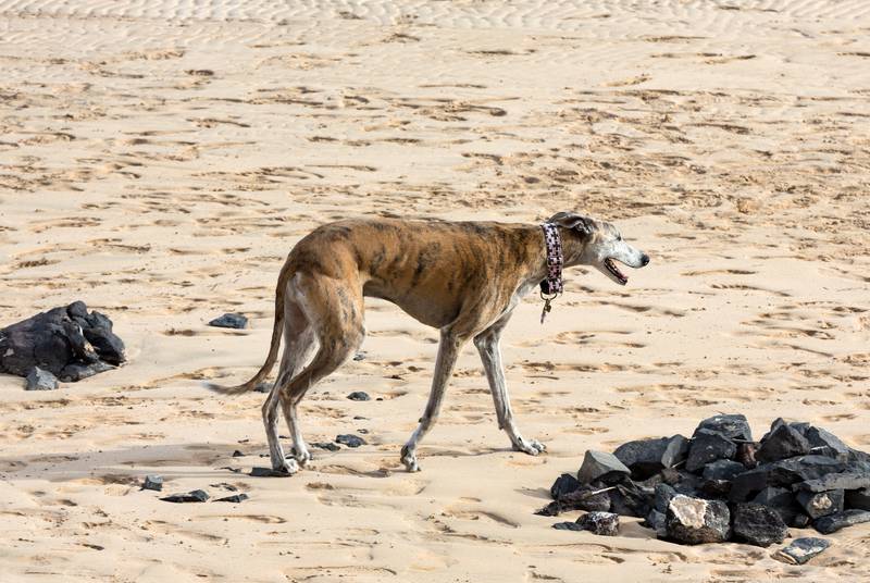 a rampur greyhound by the beach