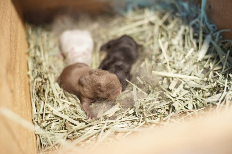 adorable baby rabbit in nest box