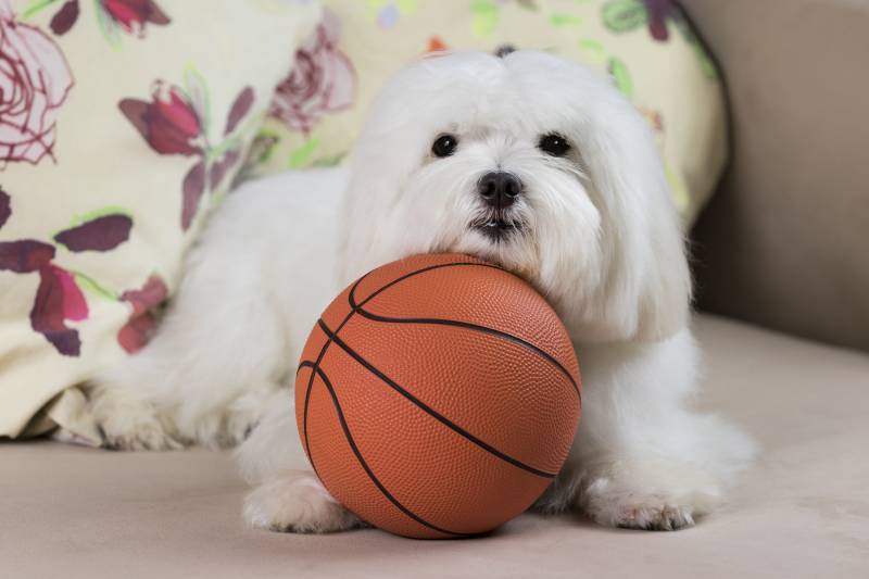 adorable maltese dog holding a basketball on a couch with colorful pillows on the background