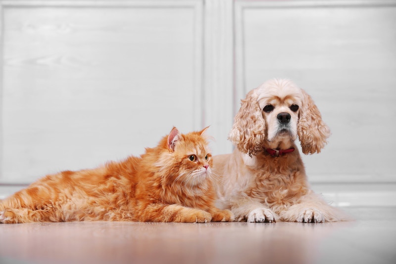 ameriacan cocker spaniel and cat together