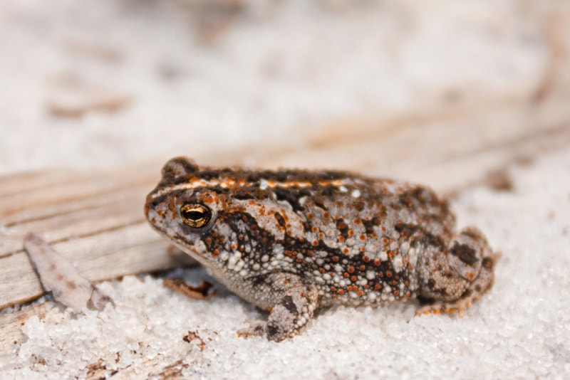 an oak toad on sand
