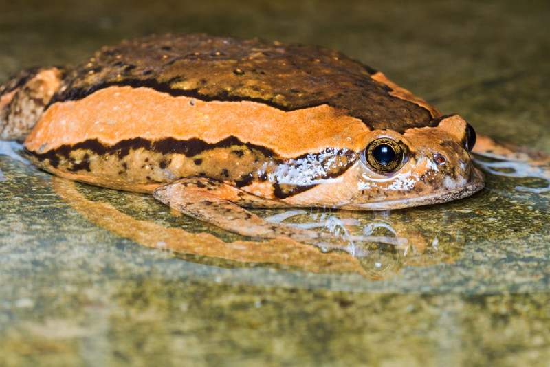 asian painted frog on water