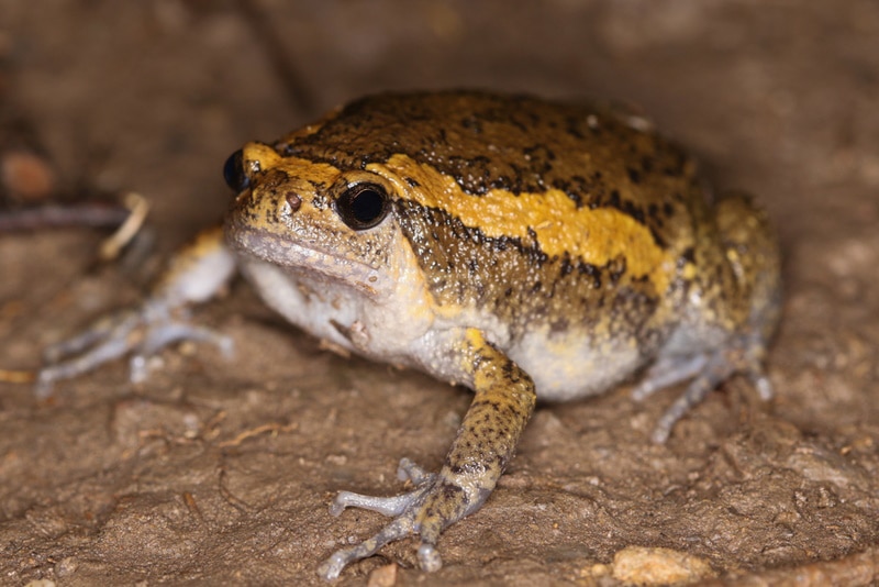 asian painted frog