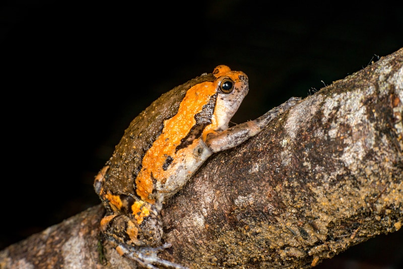 asian painted frog