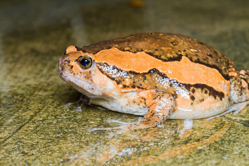 asian painted frog