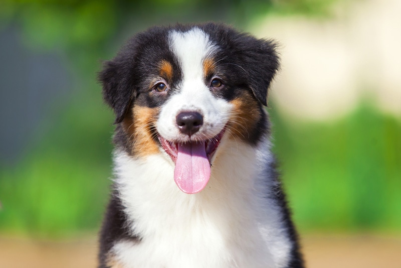 mini aussie haircuts