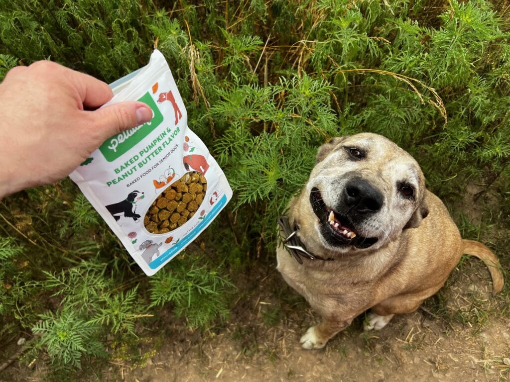 Dog smiling with Petaluma baked dog food