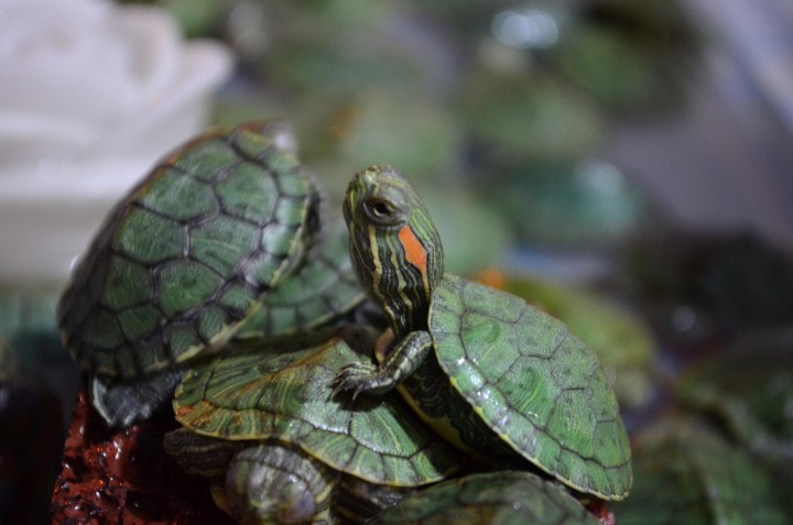 baby red-eared slider turtles