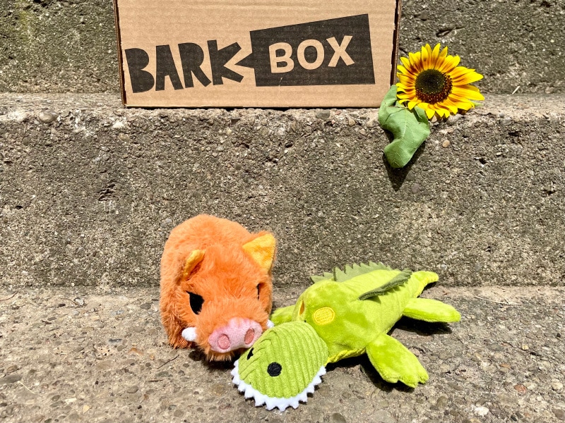barkbox with two toys