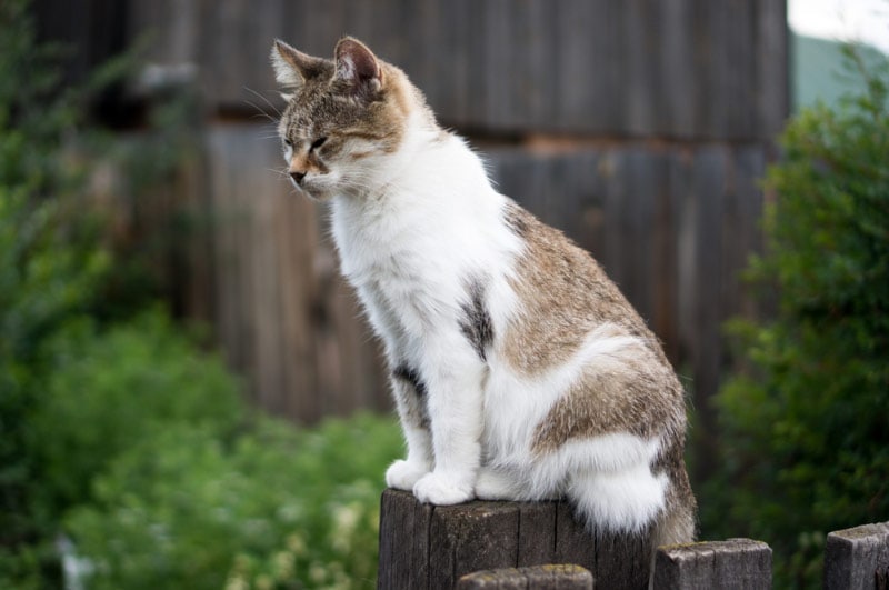 barn cat sitting on fence