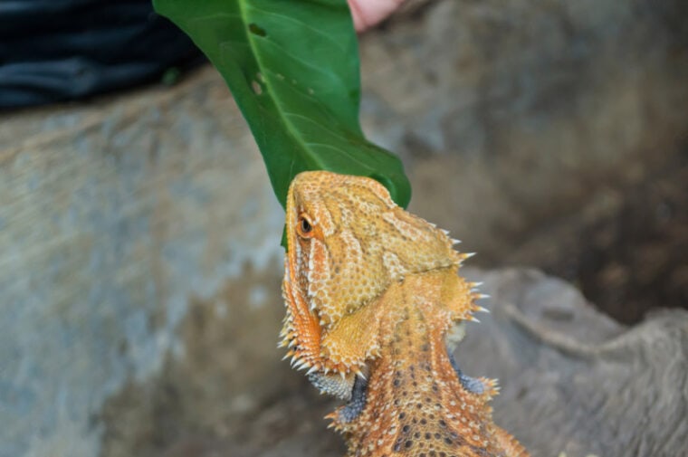 View of 10 Vet-Approved Greens for Bearded Dragons (With Pictures) | Hepper Pet ...