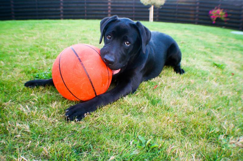 black dog biting the basketball toy