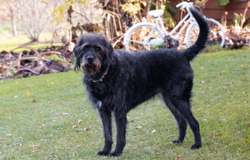 black german wirehaired pointer dog standing on the grass outside